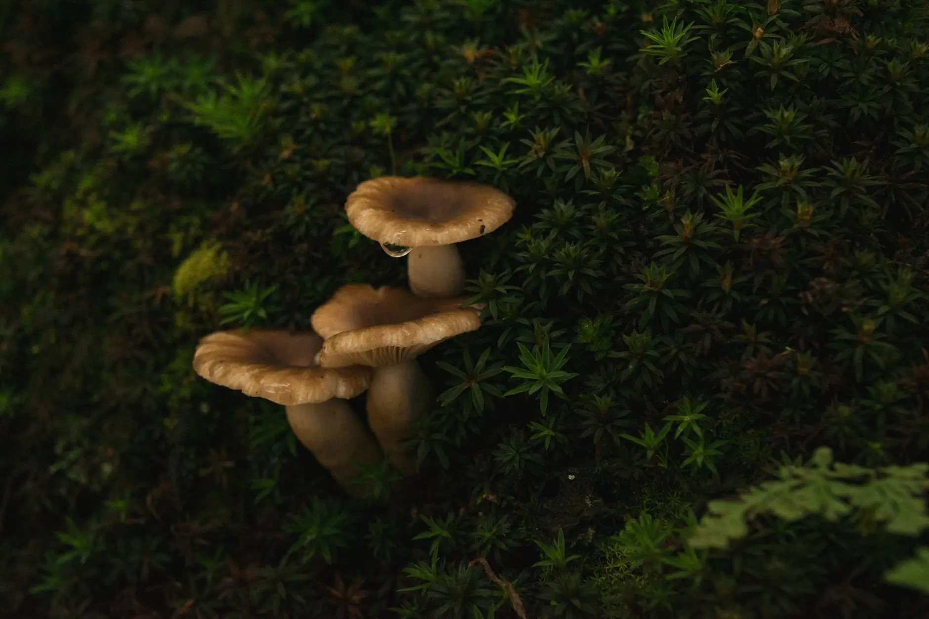 海口广告设计行业新规解读:VI视觉系统标准化趋势分析